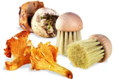 Brosse à champignons La Bonne Graine 4cm