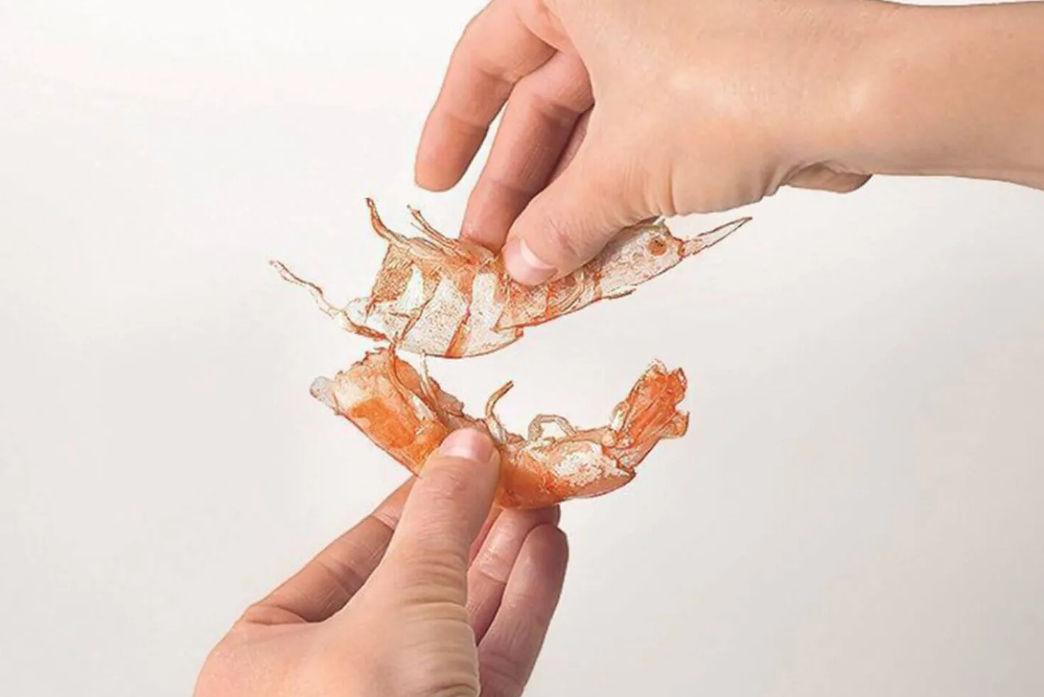 Ciseaux à crustacés MoHA! Scampo démontables inox et ABS