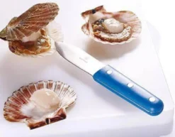 Couteau à coquilles St Jacques Au Nain lame large 11cm inox, manche bleu