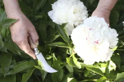 Couteau serpette Opinel n°8 lame inox 8cm manche en hêtre
